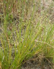 Isolepis pseudosetacea