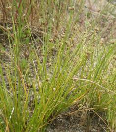 Fotografia da espécie Isolepis pseudosetacea