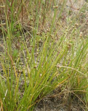 Fotografia 1 da espécie Isolepis pseudosetacea no Jardim Botânico UTAD