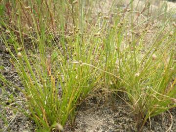 Fotografia da espécie Isolepis pseudosetacea