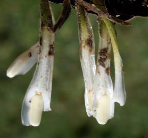 Fotografia da espécie Isoetes histrix