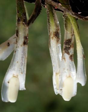 Fotografia 1 da espécie Isoetes histrix no Jardim Botânico UTAD