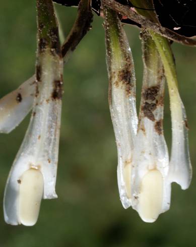 Fotografia de capa Isoetes histrix - do Jardim Botânico