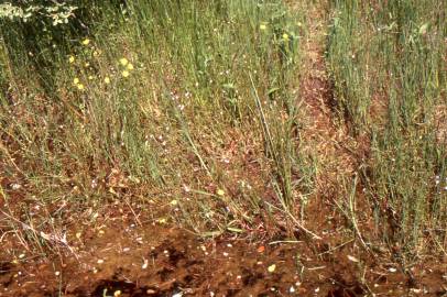 Fotografia da espécie Isoetes histrix