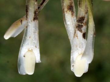 Fotografia da espécie Isoetes histrix