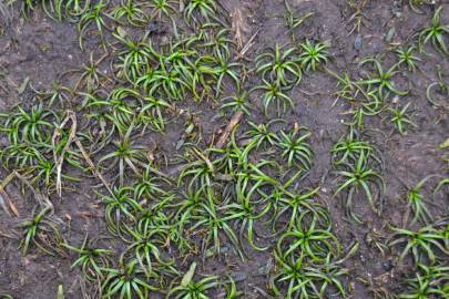 Fotografia da espécie Isoetes histrix