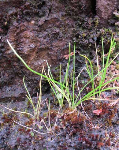 Fotografia de capa Isoetes durieui - do Jardim Botânico