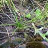 Fotografia 8 da espécie Isoetes durieui do Jardim Botânico UTAD