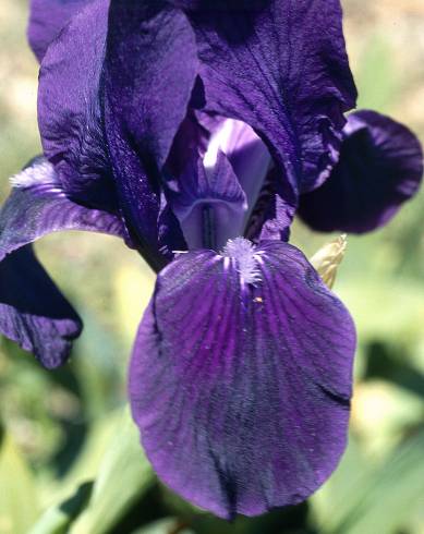 Fotografia de capa Iris subbiflora - do Jardim Botânico