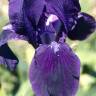 Fotografia 1 da espécie Iris subbiflora do Jardim Botânico UTAD