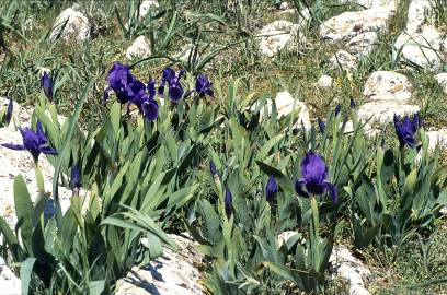 Fotografia da espécie Iris subbiflora