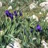 Fotografia 2 da espécie Iris subbiflora do Jardim Botânico UTAD