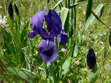 Fotografia da espécie Iris subbiflora