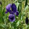 Fotografia 3 da espécie Iris subbiflora do Jardim Botânico UTAD