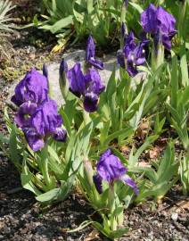 Fotografia da espécie Iris subbiflora