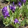 Fotografia 4 da espécie Iris subbiflora do Jardim Botânico UTAD