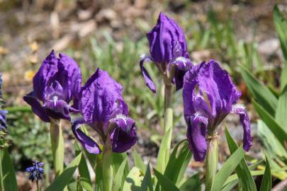 Fotografia da espécie Iris subbiflora