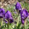 Fotografia 5 da espécie Iris subbiflora do Jardim Botânico UTAD