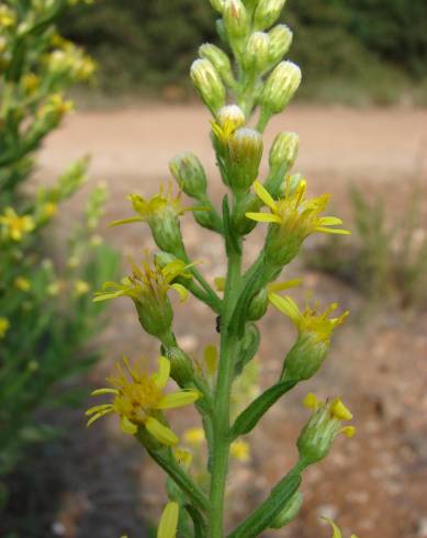 Fotografia de capa Dittrichia viscosa - do Jardim Botânico