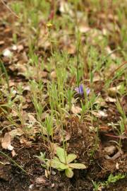 Fotografia da espécie Hypochaeris glabra