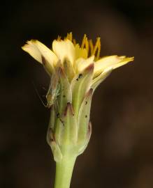 Fotografia da espécie Hypochaeris glabra