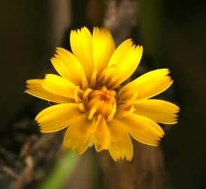 Fotografia da espécie Hypochaeris glabra