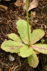 Fotografia da espécie Hypochaeris glabra