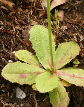 Fotografia 5 da espécie Hypochaeris glabra no Jardim Botânico UTAD