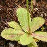 Fotografia 5 da espécie Hypochaeris glabra do Jardim Botânico UTAD