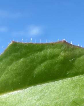 Fotografia 6 da espécie Hypochaeris glabra no Jardim Botânico UTAD