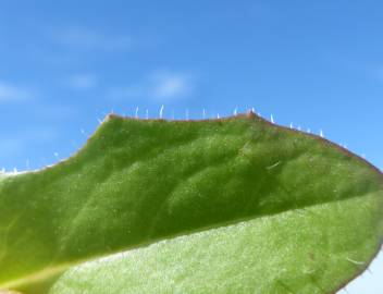 Fotografia da espécie Hypochaeris glabra