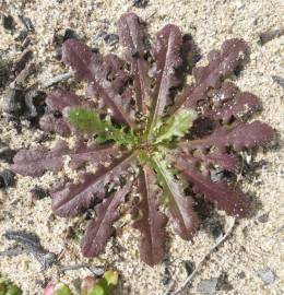 Fotografia da espécie Hypochaeris glabra