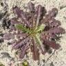 Fotografia 9 da espécie Hypochaeris glabra do Jardim Botânico UTAD