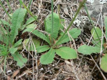 Fotografia da espécie Hypochaeris glabra