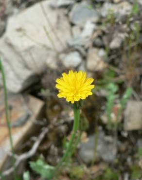 Fotografia 11 da espécie Hypochaeris glabra no Jardim Botânico UTAD