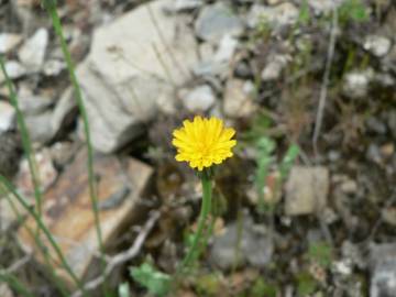 Fotografia da espécie Hypochaeris glabra