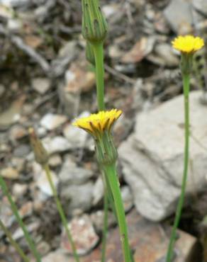 Fotografia 12 da espécie Hypochaeris glabra no Jardim Botânico UTAD