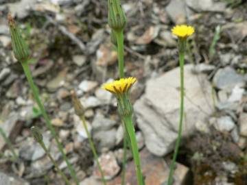 Fotografia da espécie Hypochaeris glabra