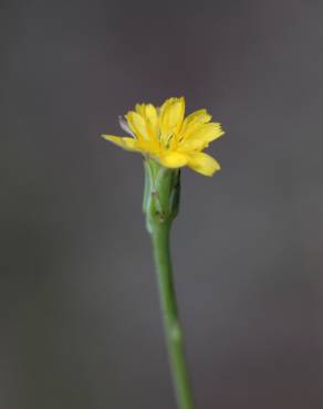 Fotografia 1 da espécie Hypochaeris glabra no Jardim Botânico UTAD