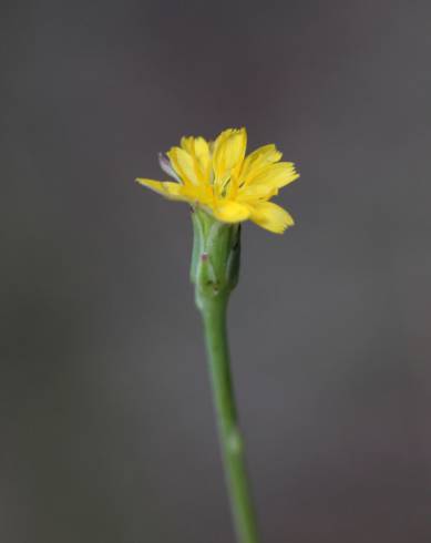 Fotografia de capa Hypochaeris glabra - do Jardim Botânico