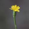 Fotografia 1 da espécie Hypochaeris glabra do Jardim Botânico UTAD