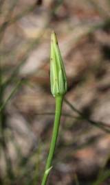 Fotografia da espécie Hypochaeris glabra