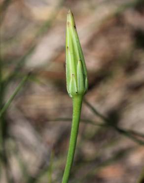 Fotografia 13 da espécie Hypochaeris glabra no Jardim Botânico UTAD