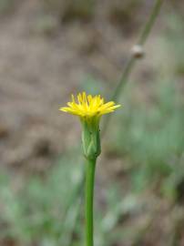 Fotografia da espécie Hypochaeris glabra