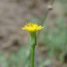 Fotografia 14 da espécie Hypochaeris glabra do Jardim Botânico UTAD