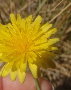 Fotografia 16 da espécie Hypochaeris glabra no Jardim Botânico UTAD