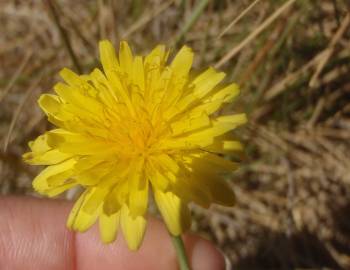 Fotografia da espécie Hypochaeris glabra