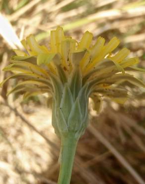 Fotografia 17 da espécie Hypochaeris glabra no Jardim Botânico UTAD