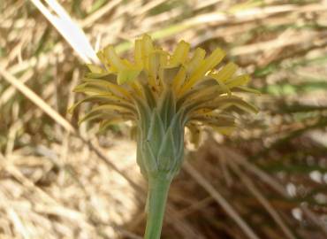 Fotografia da espécie Hypochaeris glabra