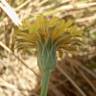 Fotografia 17 da espécie Hypochaeris glabra do Jardim Botânico UTAD